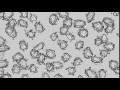 00057_graphic sketch style moving cells animation