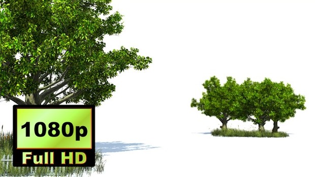 00024_American beech ree and grass 3D animation