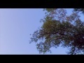 00247_GoPro Hero 4 footage 1080p/60fps trees and sky from below