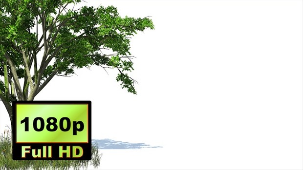 00019_3D animated tree and grass with wind effect