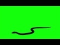 00265_animal snake silhouette crawling on green screen seamless loop