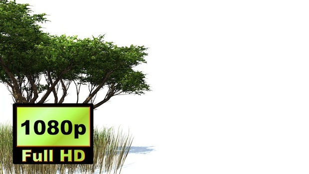 00028_Acacia tree and elephant grass with wind effect 3D animation