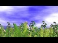 00072_dog roses and grass with wind effect 3D animation