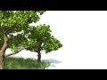 00060_3D animated tree and grass - American Sycamore
