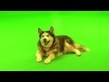 00172_Husky dog sitting, lying on green screen, Free RAW footage