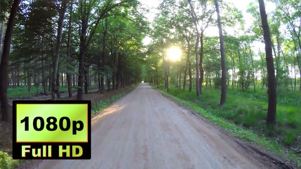 01133_Netherlands drone passing through beautiful forest road