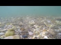 00279_GoPro Hero 4 footage 1080p/60fps underwater stones pebble seamless loop