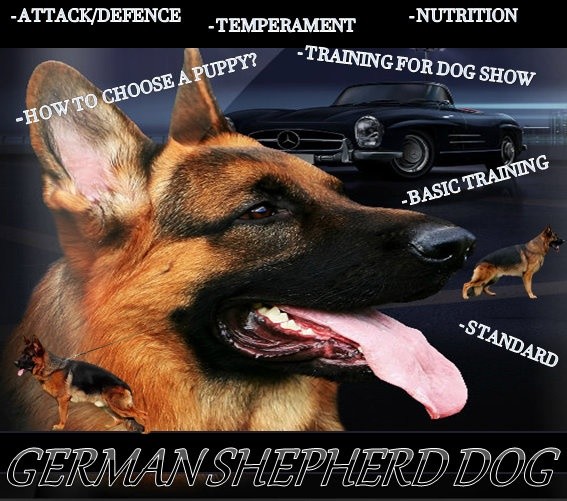 German Shepherd Dog eBook