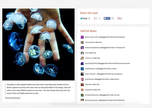 Narnia Two - Flexible grid based Tumblr theme