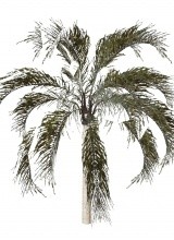 Palm tree MESH