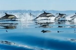 Happy Dolphins