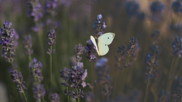 VIDEO | Baltic Sea Color Grading/Lut V.1