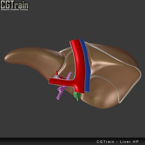 Liver model for 3D Printing
