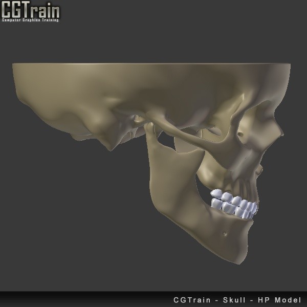 Skull - 3D Print model
