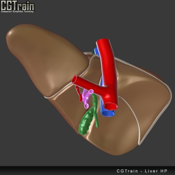 Liver model for 3D Printing