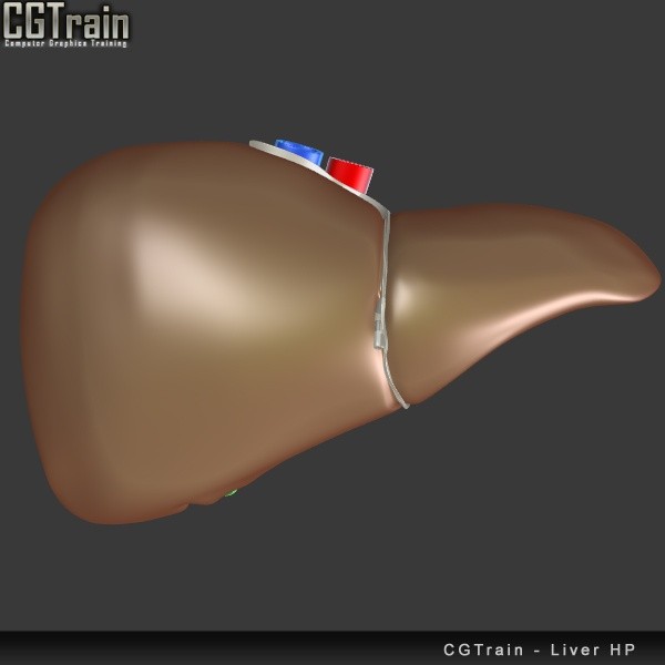 Liver model for 3D Printing