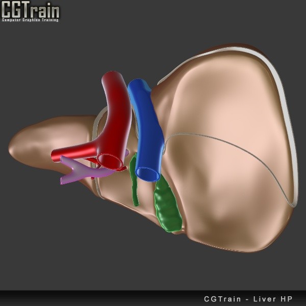 Liver model for 3D Printing