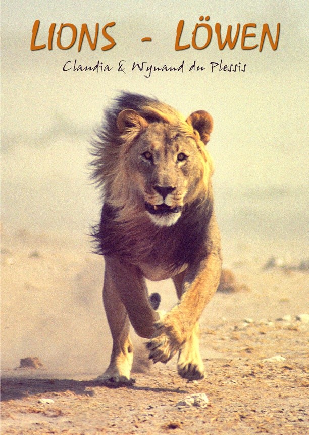 Lions / Löwen
