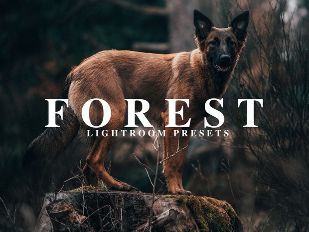 FOREST | Lightroom Presets