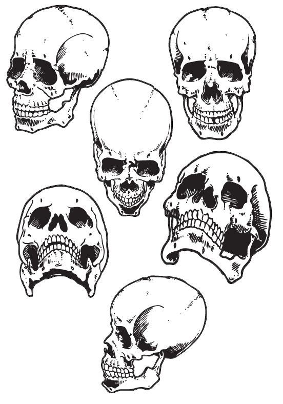 6 Skulls