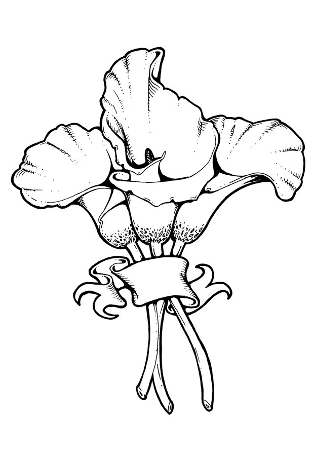 Calla Lilies
