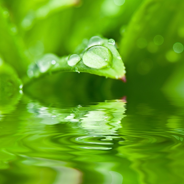Dewdrop Fantasy