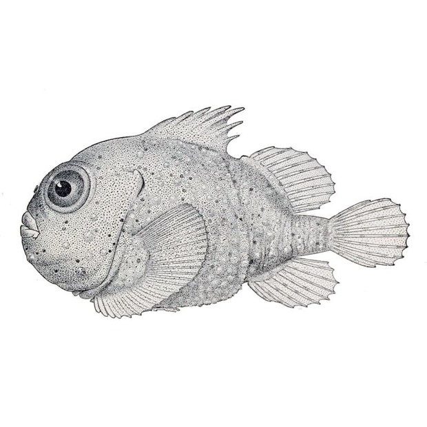 Lively Lumpsucker