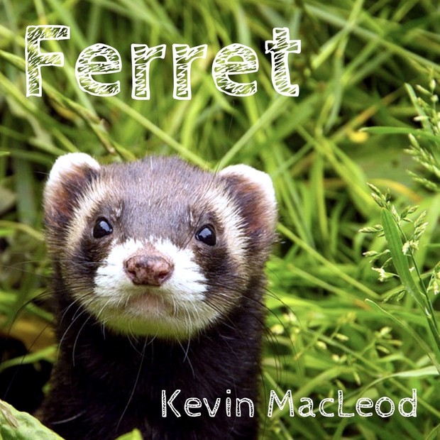 Industrious Ferret