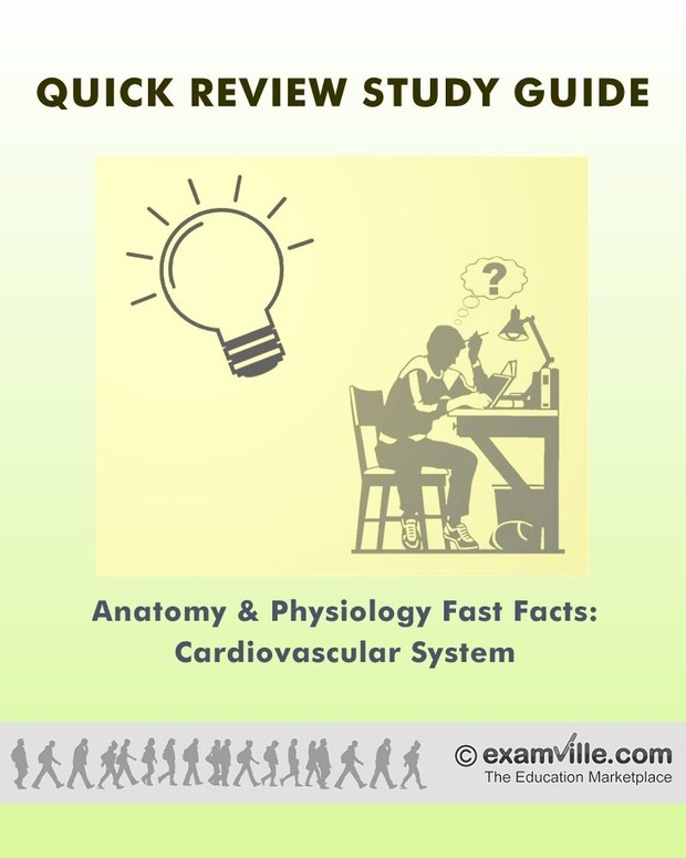 Physiology Fast Facts: The Cardiovascular System in Humans