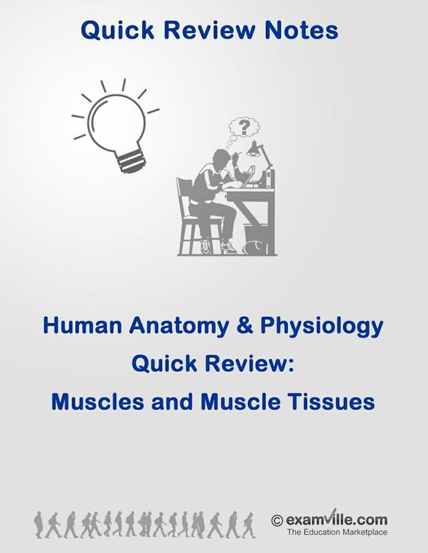 Muscles and Muschle Tissue Quick Review