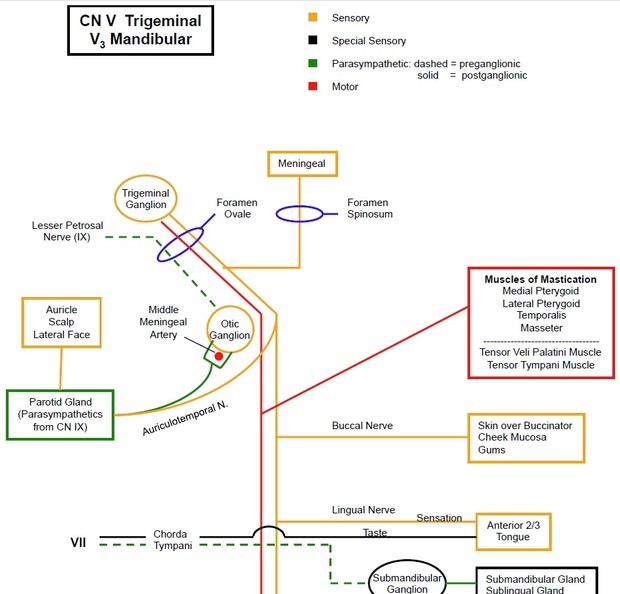 Cranial Nerve Pathways - Quick Physiology Review Note and Outline