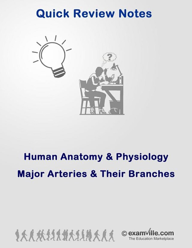 Human Anatomy Review - Major Arteries and Their Branches