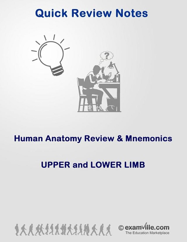 Anatomy Review and Mnemonics - Upper and Lower Limbs