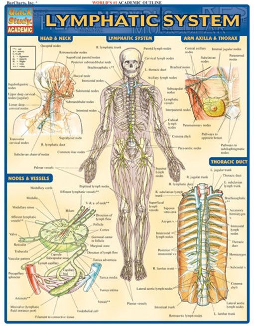 Lymphatic System - Examville