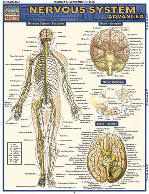Nervous System Advanced