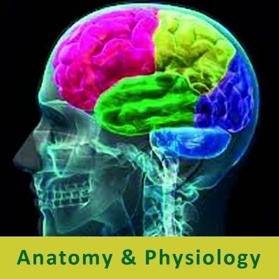 Types of Neurotransmitters