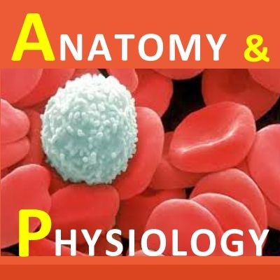 Respiratory System