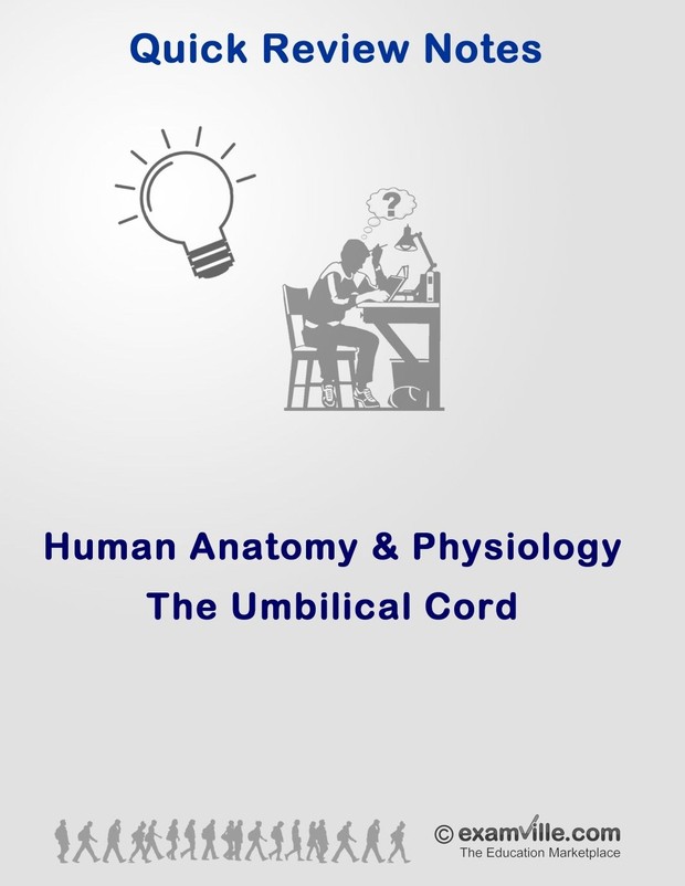 The Umbilical Cord (Quick Review Study Notes)