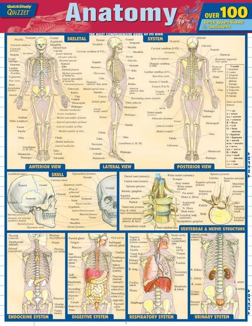 Anatomy Quizzer - Examville