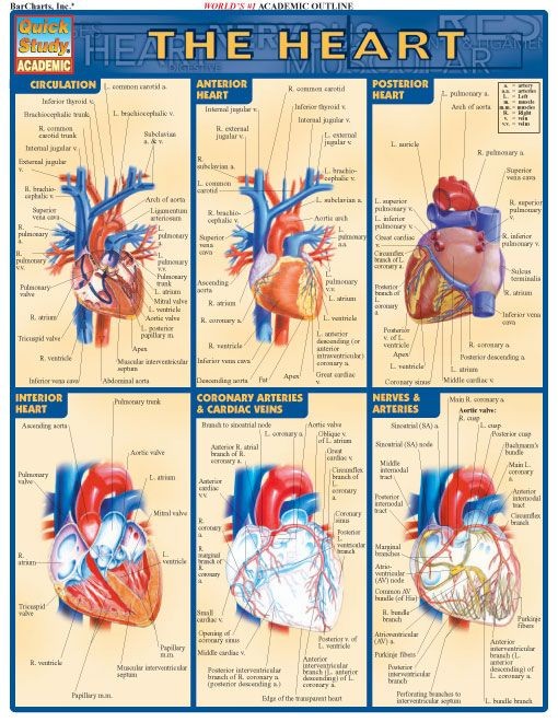 Heart - Examville