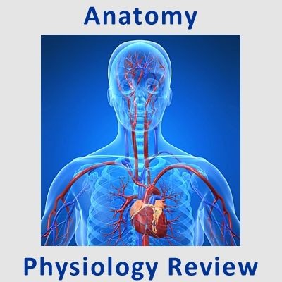 Human Physiology Lecture Notes 2