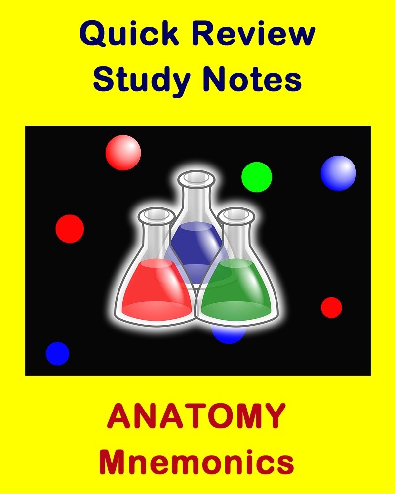 Anatomy Mnemonics for Health Sciences Students and Edu Examville
