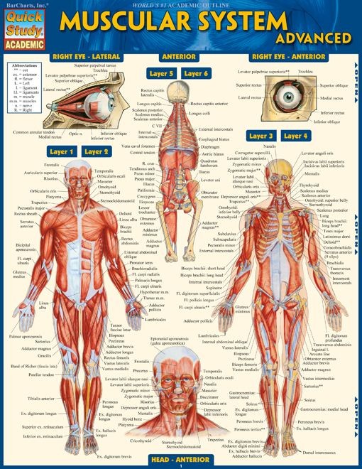 Muscular System Advanced - Examville