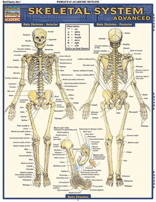 Skeletal System Advanced