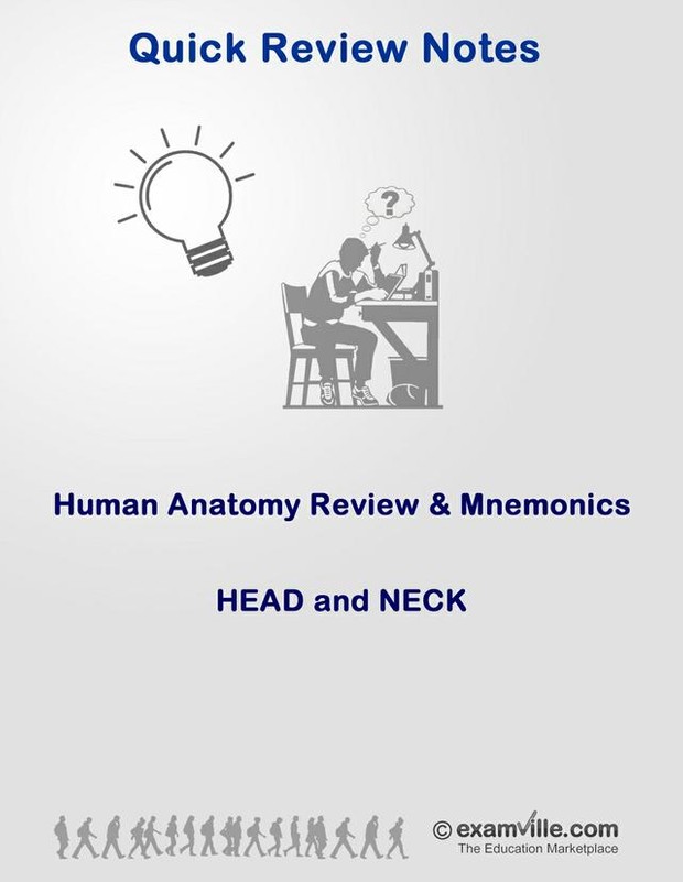 Anatomy Review and Mnemonics - Head and Neck