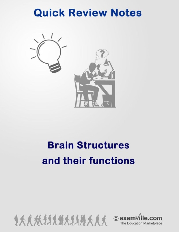 Brain Structures and Functions: Neuroscience Review