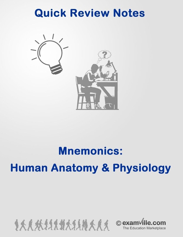 Mnemonics for Human Anatomy & Physiology