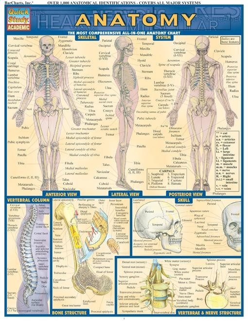 Anatomy - Comprehensive Review Chart and Guide - Examville