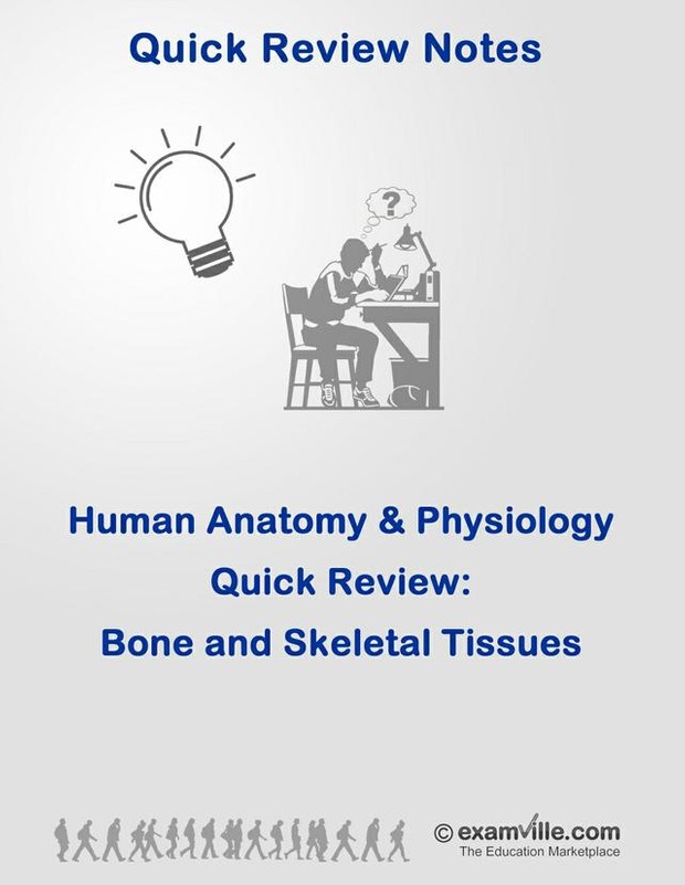 Bone and Skeletal Tissue Quick Review