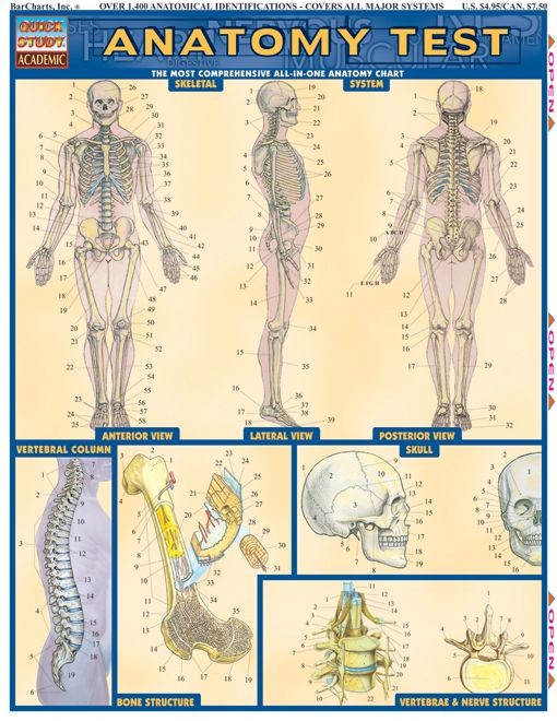 Anatomy Test